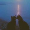 bou_chra7