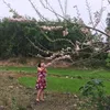 sulele69