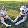 huskynan17