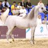 essam_qahtan