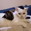 🤎Sombra😻Joey🤍