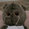 safiakitty
