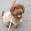 bella_waterdog