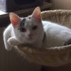 psychokittymeow