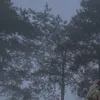 embedocon_