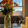 livingwithlouisdog
