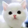 jfkskebhfu918273