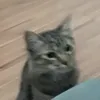 bafinhodegatoo