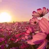roseamelia5756