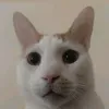 peanut1191