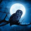 nightowls2023