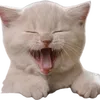 catcoin2025