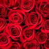 corazon_de_melon386