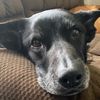 susiesmom4