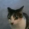 pelaoxd000