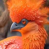 mimkanz