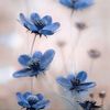 shosho_a03