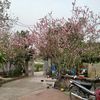 tramy26112015
