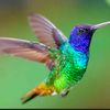 colibri482