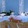 riu_cats
