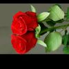 gulya412
