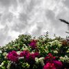 amal_z11