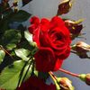 aicha_norway