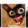 artemchektiknotok