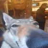 shumpagla