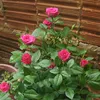 rosa197p