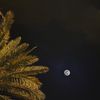 salem_q8q8