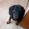 billypatasdouradas