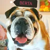 bertathebulldog