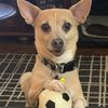 chihuahuamom8