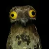 asassypuffin