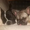 bubimama