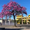 flaviobr07