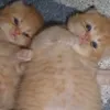 pppllllsyy
