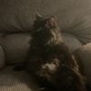 applebinx