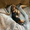 beau_the_chorkie