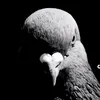 gus_mt7