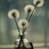 dandelions_bee
