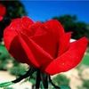 gdemir_demir52