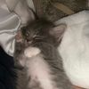 Nini