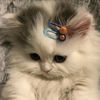 iixcat_