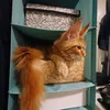 oz_of_mainecoon