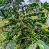 Coffee Farmers