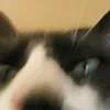 chichito0905