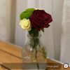 dalal.1163