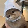 otter_er